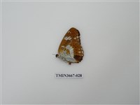 藏品(蛺蝶科(1))的圖片